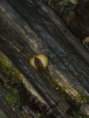 Nidularia deformis