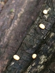 Nidularia deformis