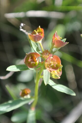 Euphorbia subtilis