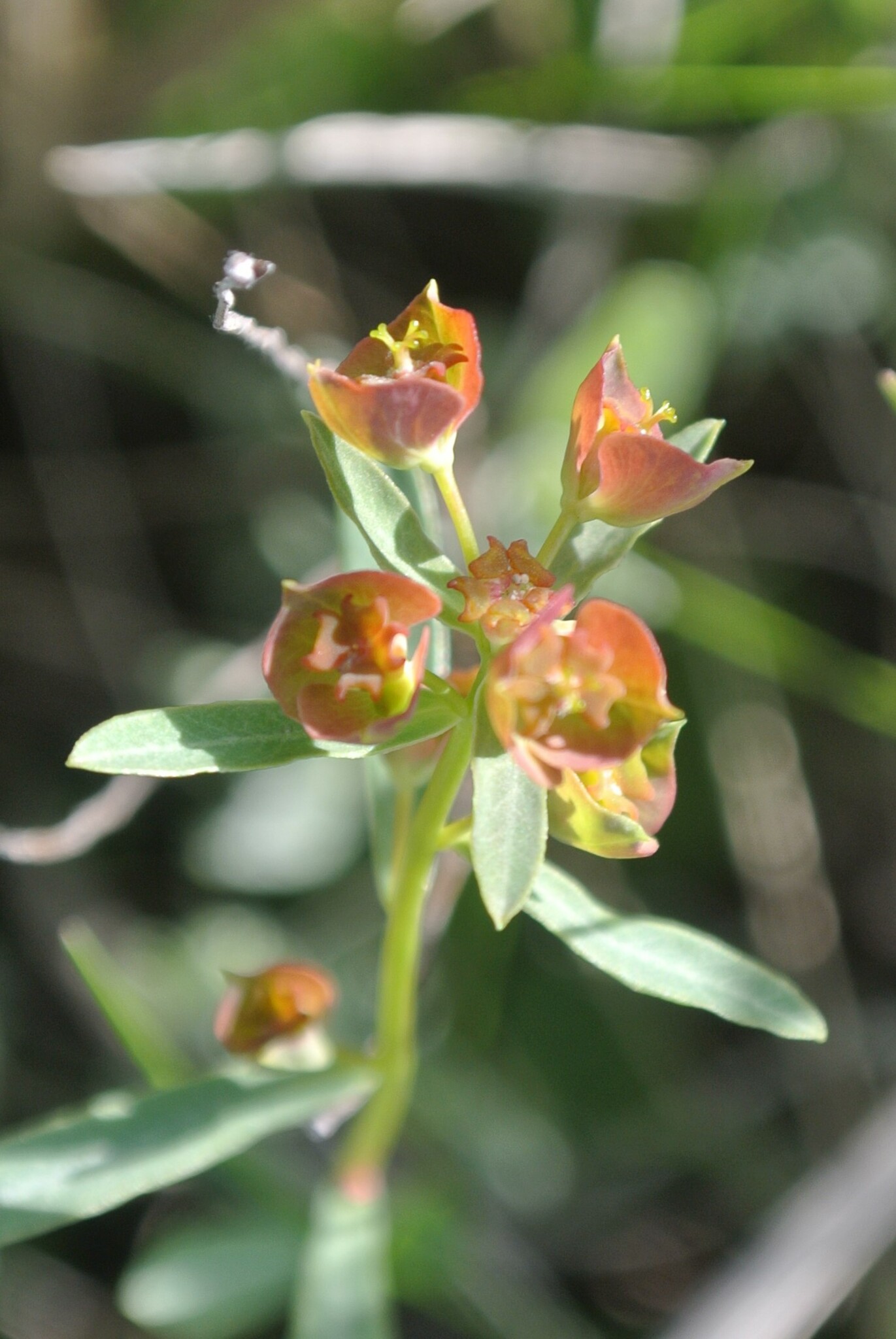 Euphorbia subtilis