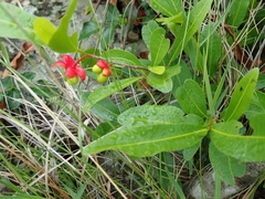 Ochna serrulata
