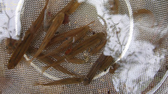 Rhynchocypris oxycephalus