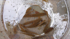 Rhynchocypris oxycephalus