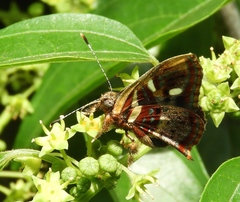 Anteros carausius carausius