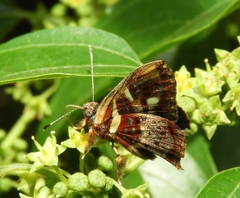 Anteros carausius carausius