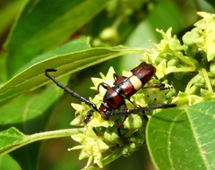 Lissonotus flavocinctus