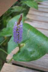 Pontederia sagittata