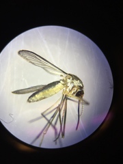 Wyeomyia mitchellii