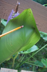 Pontederia sagittata