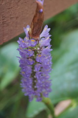 Pontederia sagittata
