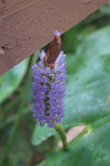 Pontederia sagittata