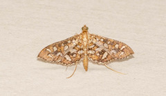 Nausinoe geometralis