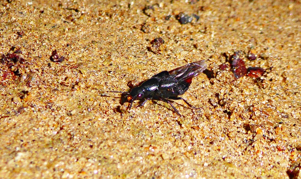 Xenopygus analis