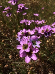 Ixia monadelpha