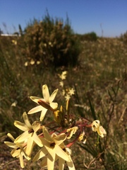 Ixia paniculata