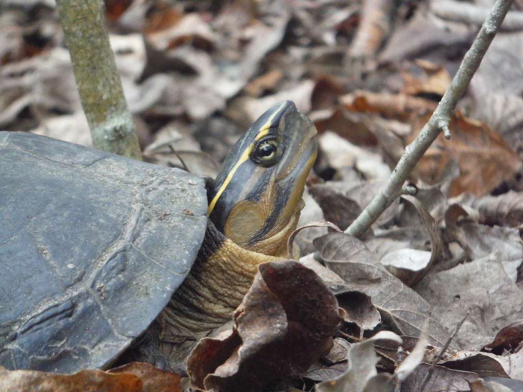 Sunda Box Turtle from Sylvan Rodriguez Park on December 22, 2015 by ...