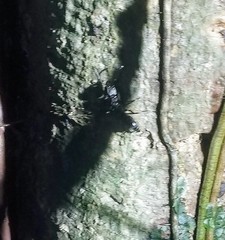 Ponerinae