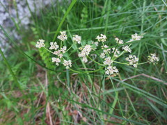 Anisotome aromatica aromatica