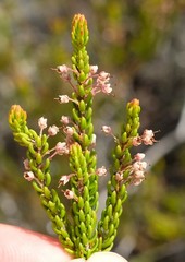 Erica curtophylla