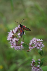 Zygaena osterodensis
