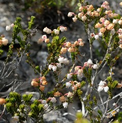 Erica spectabilis