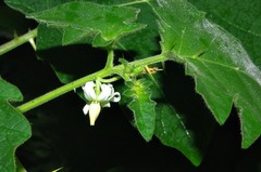 Solanum viarum image