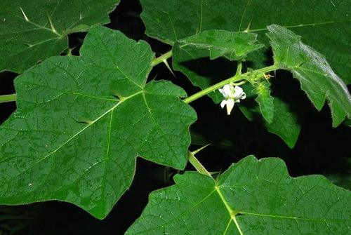 Solanum viarum image