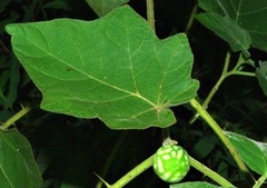 Solanum viarum image