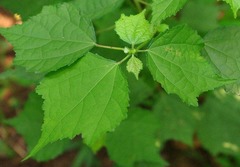 Triumfetta rhomboidea rhomboidea