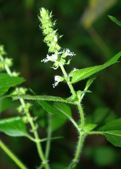 Ocimum americanum americanum