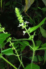 Ocimum americanum americanum