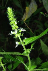 Ocimum americanum americanum