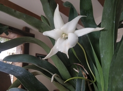 Angraecum sesquipedale