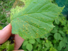 Phragmidium rubi-idaei