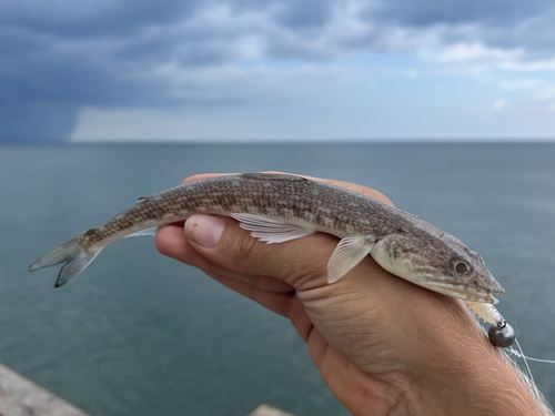 Inshore Lizardfish