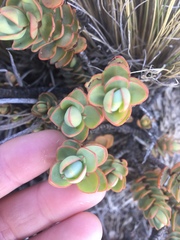 Veronica pinguifolia