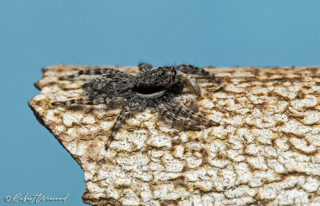 Menemerus eburnensis