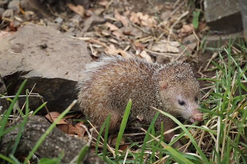 Tailless Tenrec