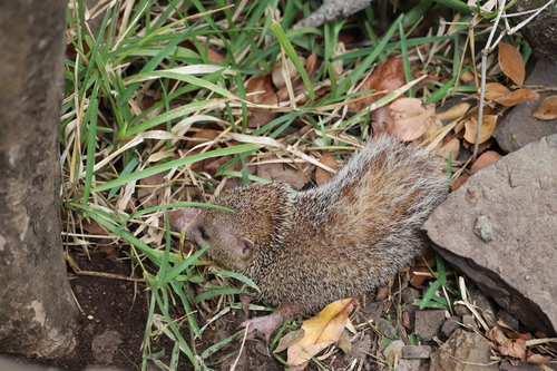 Tailless Tenrec