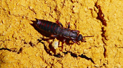 Ctenisolabis nigra