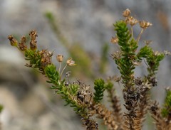 Euryops ericoides
