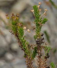 Euryops ericoides