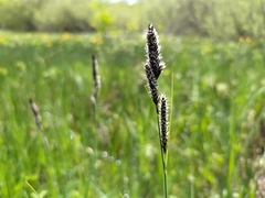 Carex hartmaniorum