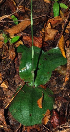 Habenaria trilobulata image