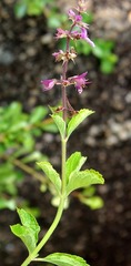 Ocimum serratum
