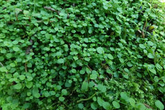 Stellaria parviflora