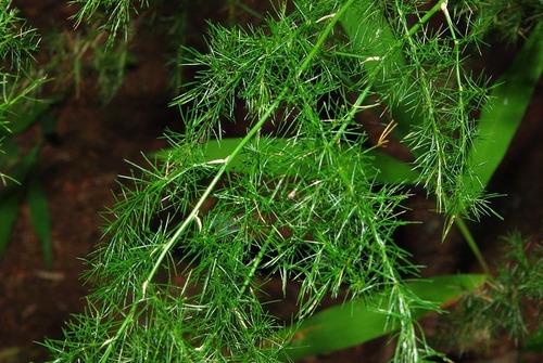 Asparagus setaceus image