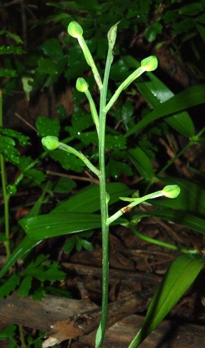 Habenaria trilobulata image