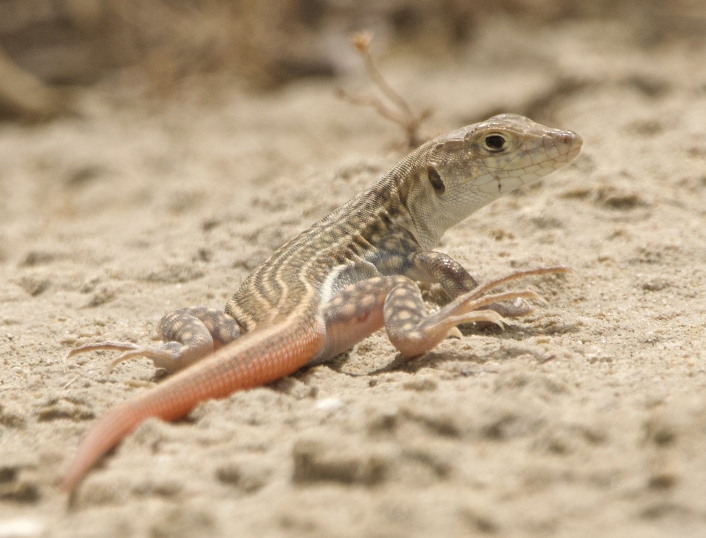 Schreiber's Fringe-Fingered Lizard