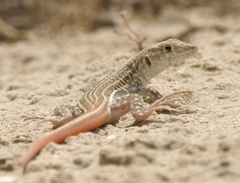 Schreiber's Fringe-Fingered Lizard photo 1